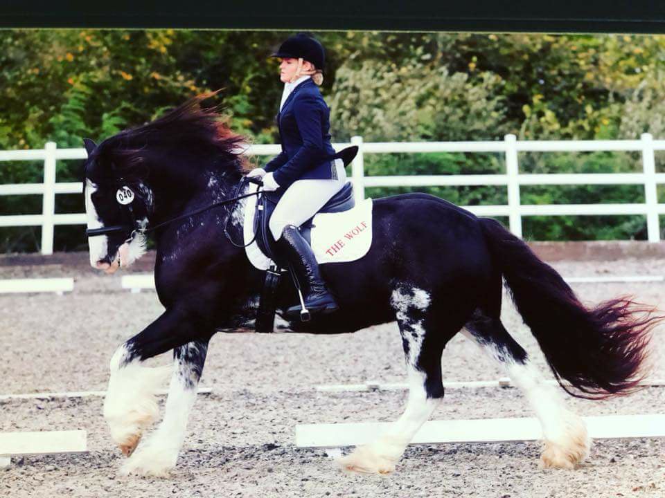 Clydesdale Horses